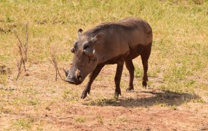 Warthogs, such as this one in Kenya's Samburu National Reserve, are the only pigs that survived an experiment in grazing on grass during the past 4 million years. Two other pig lineages went extinct after they and many other African animals tried eating tropical grasses that spread across Africa during the past 10 million years.