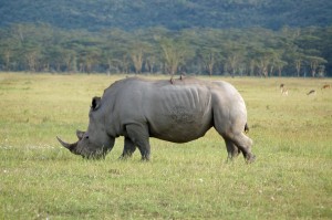 The white rhino in Kenya’s Nakuru National Park is among the few surviving African grass grazers that are not bovids, a group that includes buffalo, cattle, goats, wildebeest and some antelopes such as oryx and waterbucks.