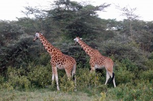Giraffes