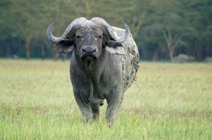 In Kenya’s Nakuru National Park, a cape buffalo takes a break while dining on grass.