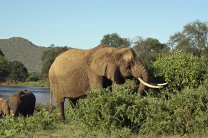 An African elephant browses on shrubs at Kenya’s Samburu National Reserve. A new University of Utah study found that elephants, like many African animals, tried grazing on grass during the past 4 million years, but eventually switched to browsing on trees and shrubs like the African elephant or went extinct, like the Asian elephant did in Africa, even though it survives in Asia.
