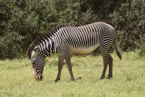 A zebra grazes on grass at Kenya’s Lake Nakuru National Park. Zebras are among the African animals that grazed during the past 4 million years and still do today. Most major African herbivore groups tried grasses, but many switched to browsing on trees and shrubs or went extinct.