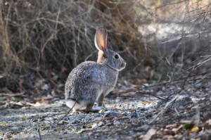 A desert cottontail rabbit in Palm Springs, California. This was one of three species or rabbits and hares that lived at a coastal site in Baja California, Mexico, during the past 10,000 years. A study of rabbit and hare bones excavated from the Baja site shows how the animals’ populations soared when rains drenched the Pacific Coast during prehistoric El Niño episodes.