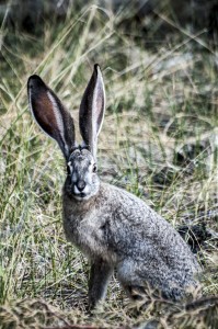 A black-tailed jackrabbit in Lassen County, California. This was one of three species or rabbits and hares that lived at a coastal site in Baja California, Mexico, during the past 10,000 years. A study of rabbit and hare bones excavated from the Baja site shows how the animals’ populations soared when rains drenched the Pacific Coast during prehistoric El Niño episodes.