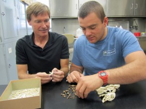 University of Utah anthropology professor Jack Broughton and doctoral student Isaac Hart examine ancient bones of rabbits and other small mammals. In a new study, they found that at times during the past 10,000 years, rabbit and hare populations boomed in Baja California, Mexico, when the El Niño climate phenomenon drenched the Pacific Coast with rain, promoting growth of plants eaten by the animals. The study might help researchers better understand how future climate change will affect small animals.