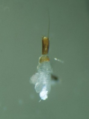 An extracted larval antenna, with the imaginal disc (white) at bottom.