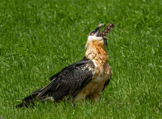 At a road-kill dog carcass in Ethiopia, a Bearded Vulture, the only vertebrate osteophage (bone-eating specialist), swallows a large section of dog vertebrae whole.