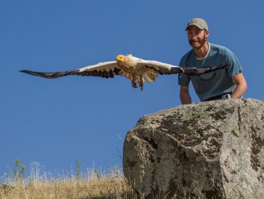 Evan R. Buechley releasing an adult Egyptian Vulture in Armenia after tagging it with a satellite tracking device (visible on the back of the bird). This device will allow detailed tracking of the movements in order to investigate where this endangered species is breeding, feeding, and migrating. Such technology is important for identifying critical habitat for the conservation of endangered vultures.