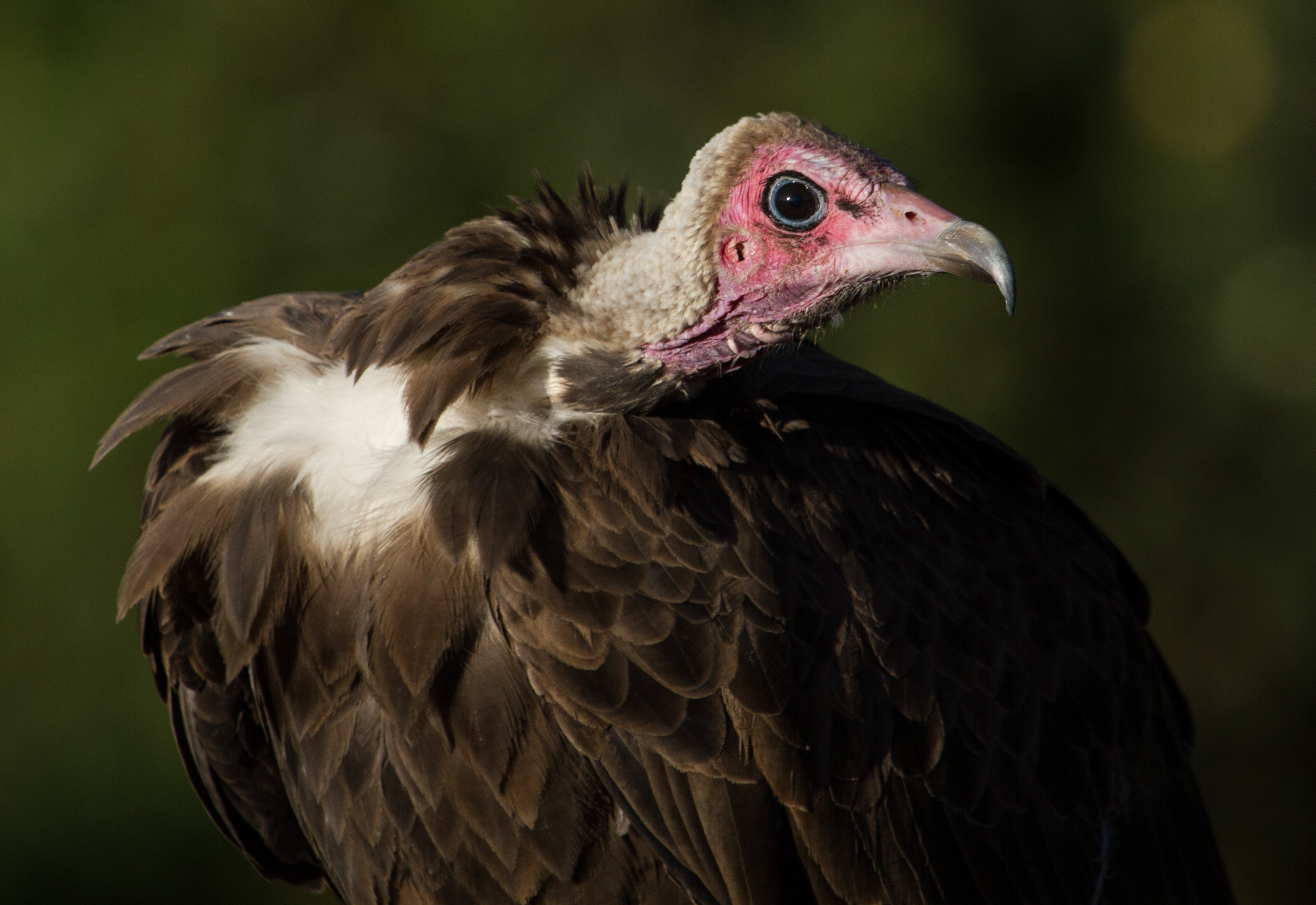 An adult Hooded Vulture in Ethiopia. The once common Hooded Vulture was uplisted to critically endangered in 2015 because of drastic declines in populations across Africa. Hooded vultures are dying primarily from poisons in the carrion they eat.