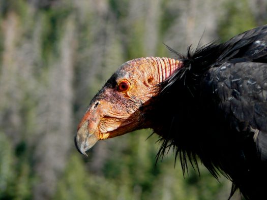 An adult critically endangered California Condor that was released into the wild in the Grand Canyon region of Arizona. California Condor populations are recovering across North America with extensive conservation efforts after reaching a population low of only 22 individuals in the 1980’s.