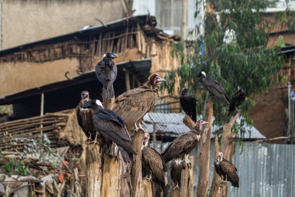 Hooded Vultures and Thick-billed Ravens searching for food in an urban setting, Addis Ababa, Ethiopia.