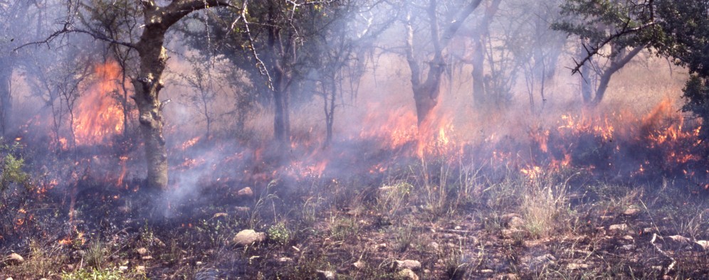 Anthropogenic burning in Hadza country.