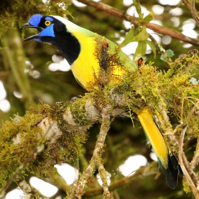 An omnivorous Green (Inca) Jay (Cyanocorax yncas) in Ecuador.