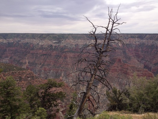 Dead ponderosa pine tree near Grand Canyon, Arizona, June 2014.