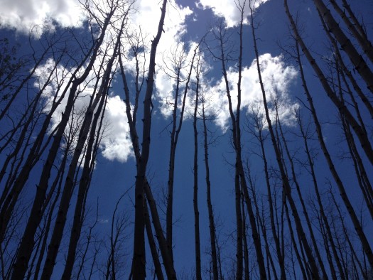 Trembling aspen trees killed by drought stress near Flagstaff, Arizona, June 2014.