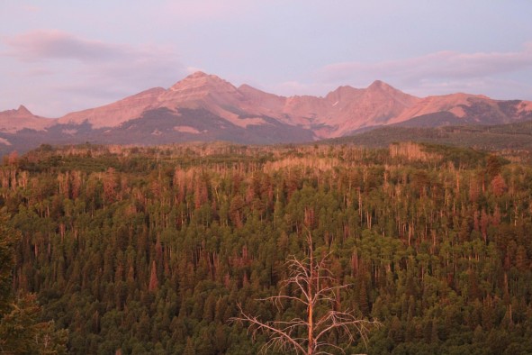 Dead trees on the San Juan National Forest near Mancos, Colorado, July 2013.