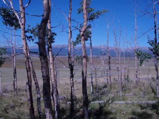 Trembling aspen trees killed by severe drought near Fairplay, Colorado, August 2009.