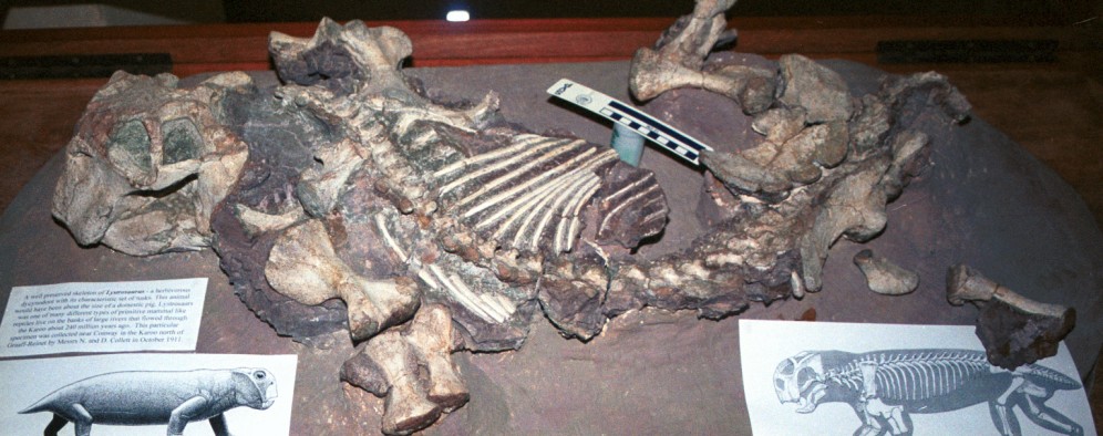 A specimen of Lystrosaurus from the Albany Museum in Grahamstown, South Africa.