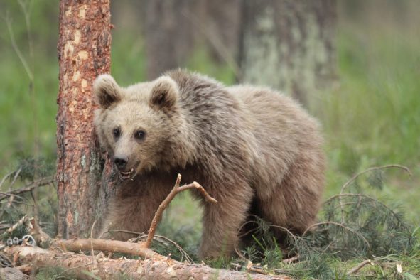 A juvenile Eurasian brown bear.