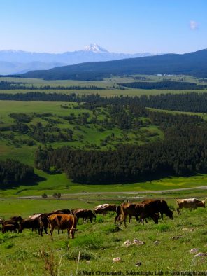 Sarıkamış Forest is a fragmented forest dominated by human activity including livestock grazing and timber extraction.