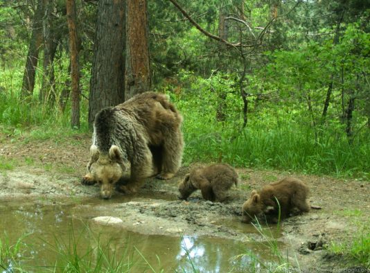 A mother bear and her two cubs stop for a drink in Sarıkamış Forest, eastern Turkey