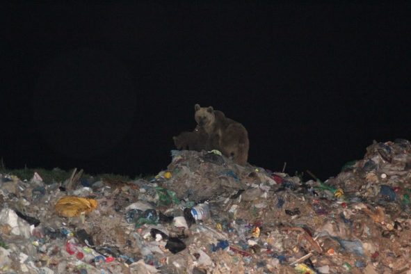 A mother bear with her three cubs at the Sarıkamış garbage dump in eastern Turkey.