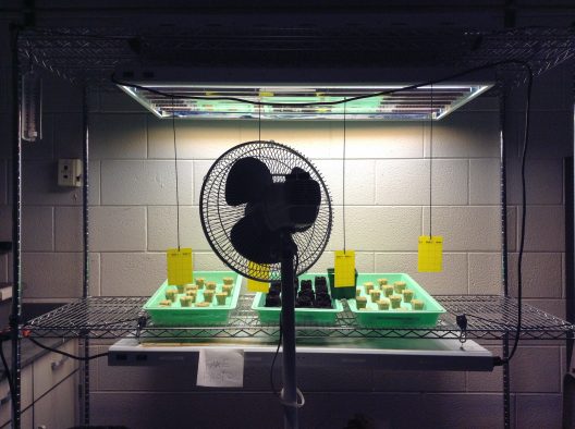 Kale and peppers growing in rock wool and soil. The fan and sticky traps (yellow papers) were used to successfully and quickly rid the starts from a potentially damaging gnat problem.