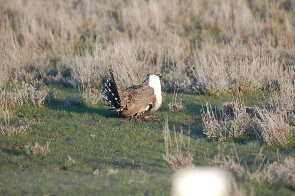 Greater sage grouse.