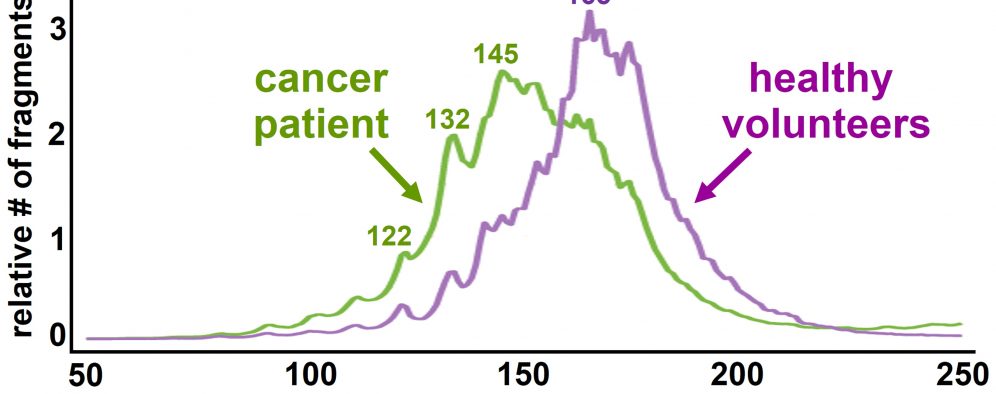Circulating tumor DNA (blue line) in the blood is on average smaller in size than circulating DNA from healthy cells (green line). New research from the University of Utah School of Medicine suggests the property can be exploited to increase the sensitivity of a type of blood test for monitoring cancer called a liquid biopsy. The sample circulating tumor DNA comes from a melanoma patient.