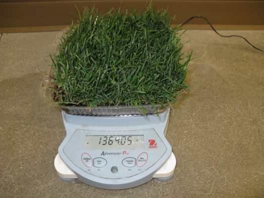 Weighing turfgrass patches to determine rate of water loss.