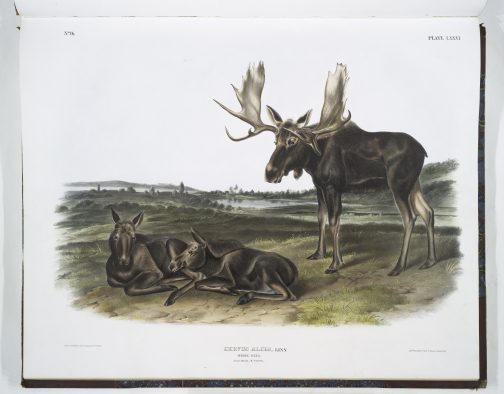 “Moose” plate 76 from Audubon’s "The Quadrupeds of North America"