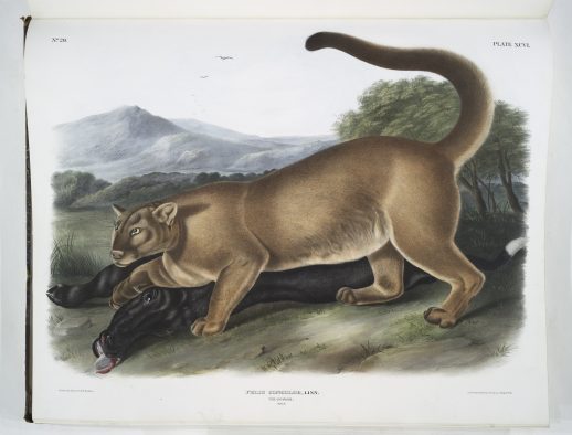 “Cougar” plate 96 from Audubon’s "The Quadrupeds of North America"