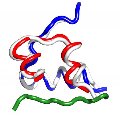 Comparison of the structures of insulin in Conus geographus (red/white) and in humans (blue/white and green). The green B-chain terminal segment is absent in the C. geographus insulin.