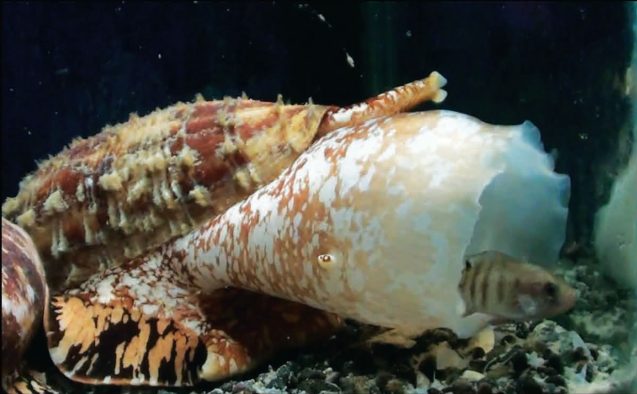 Conus geographus hunting a fish