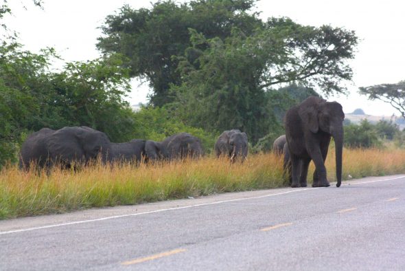 Elephants crossing a highway outside of Queen Elizabeth National Park, Uganda.