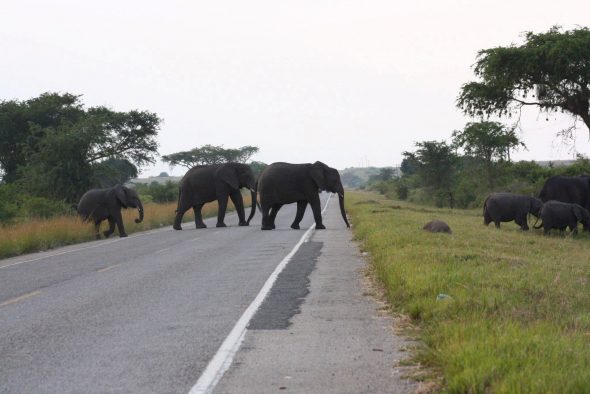 Elephants crossing a highway outside of Queen Elizabeth National Park, Uganda.