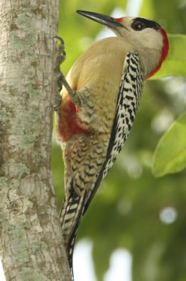 A West Indian woodpecker (Melanerpes superciliaris) - in the Zapata swamp, Bay of Pigs, Cuba. The woodpecker is an example of an ecosystem engineer bird.